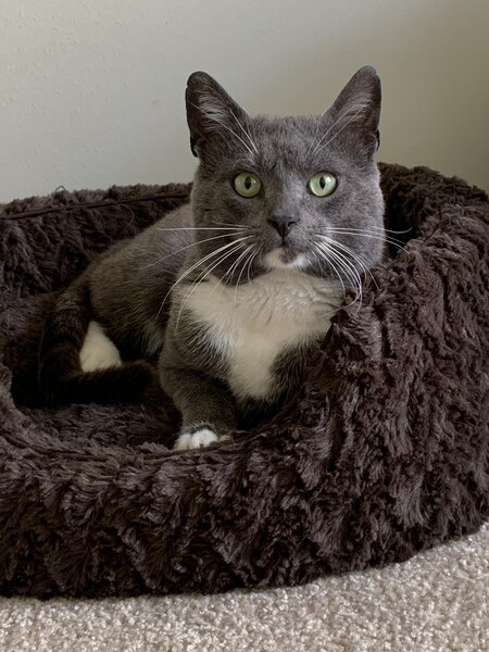 Oscar