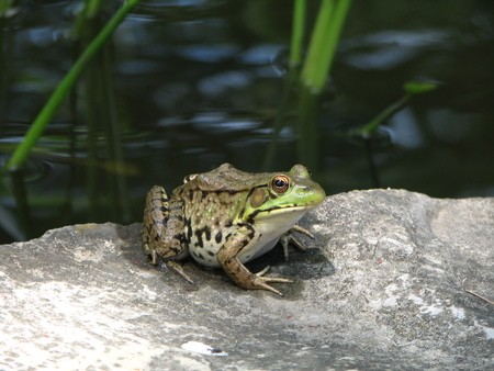 Relaxing by the Pond