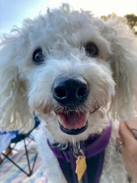 Bo - a happy rescue dog!