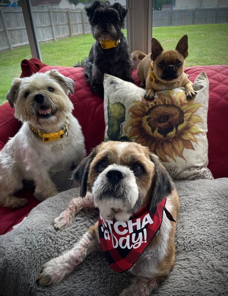 Allie, Cupcake, Clementine & Bubby 