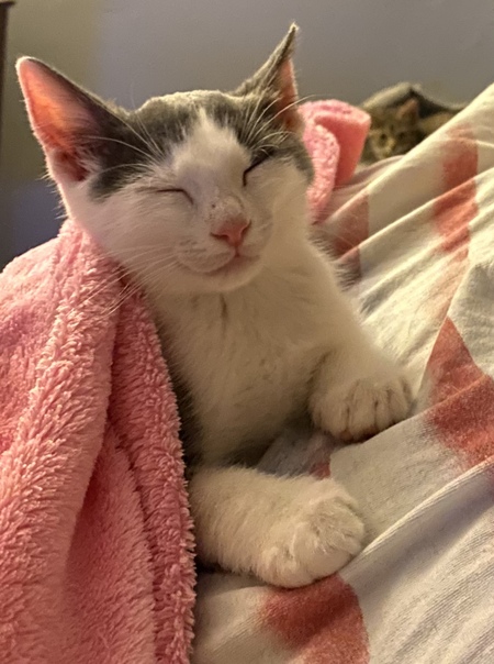 Willow