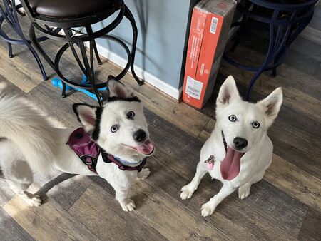 Risu (left) and Nari (right)