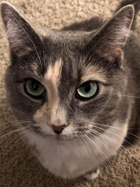 Chloe