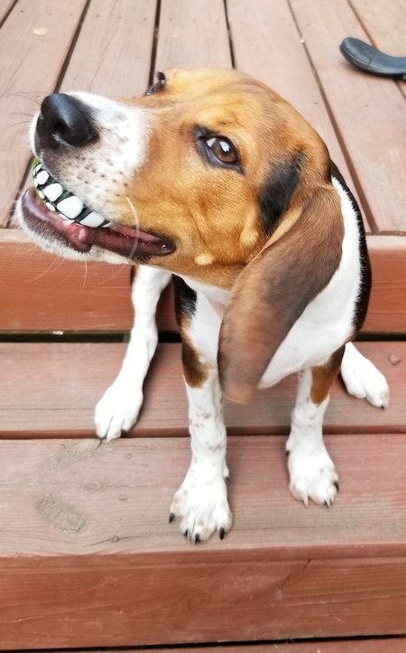 Kipper