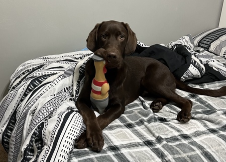 Oliver 