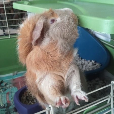 Gizmo