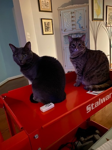 Frosty (left) and Tiger (right)