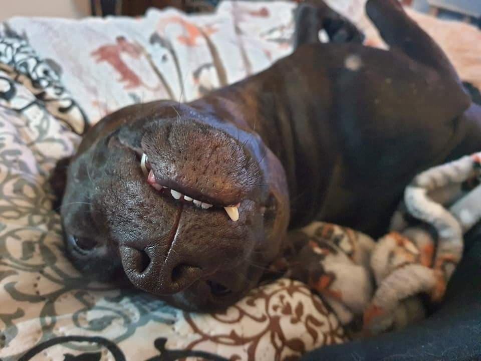 Vote for Stella 2023 Peninsula SPCA Calendar Photo Contest