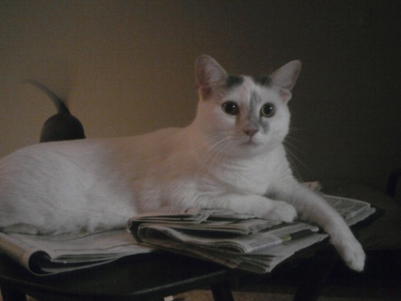 Skeeter