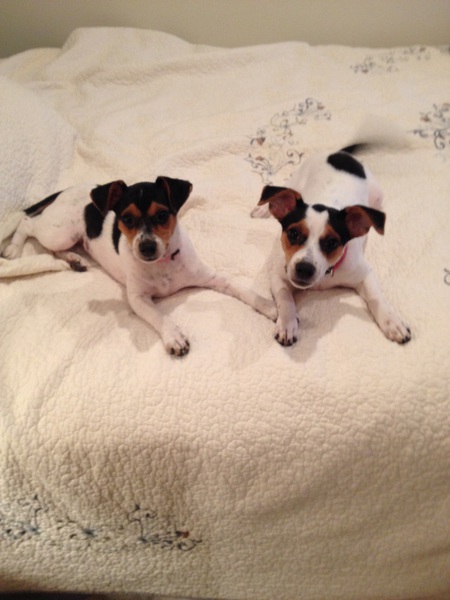 Mollie & Millie