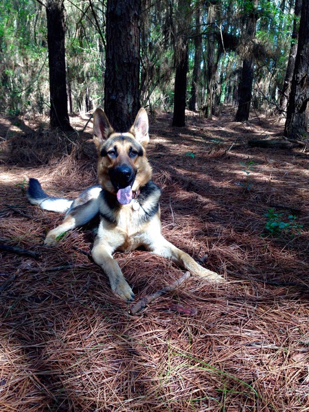 Remington