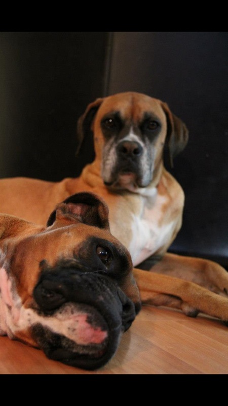Angus and Roxy