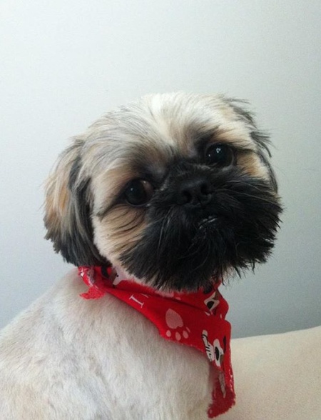 Chewie 