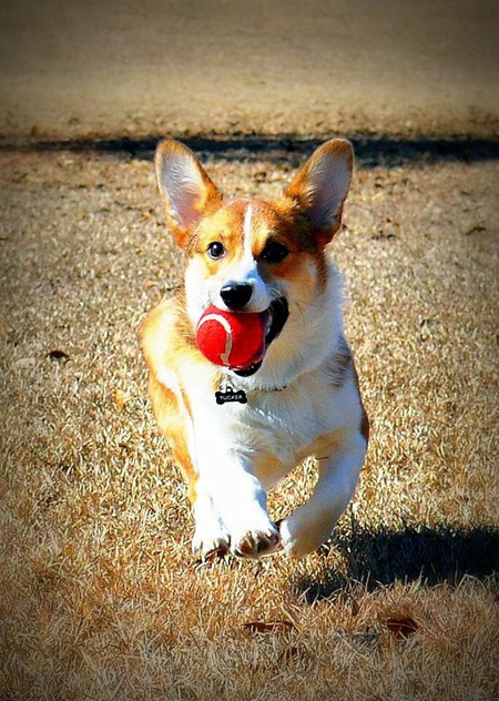 Tucker