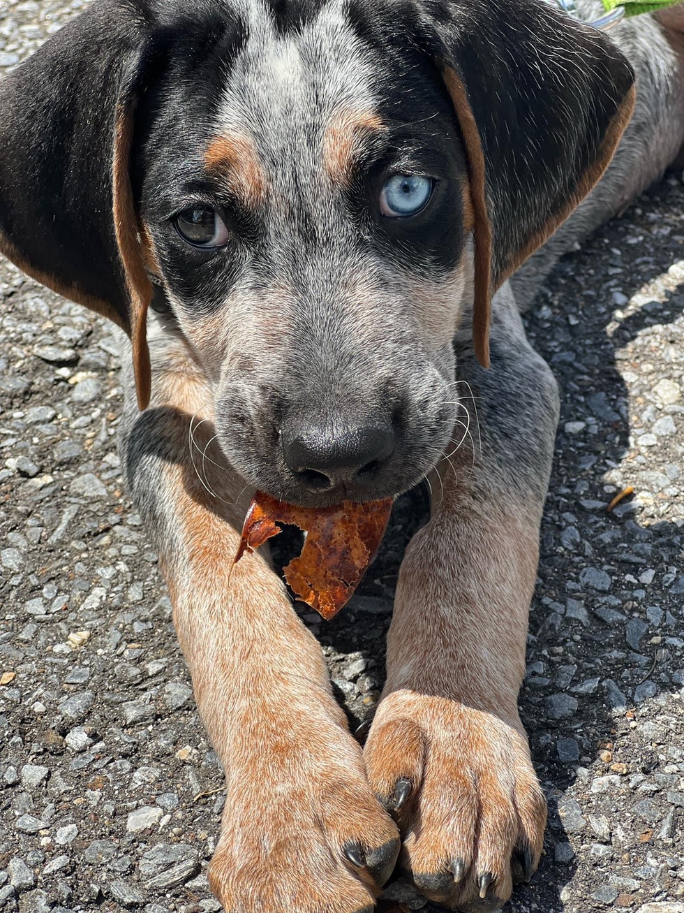 Vote For Jack Lynchburg Humane Society 2023 Calendar Contest vote-for-jack-lynchburg-humane-society-2023-calendar-contest