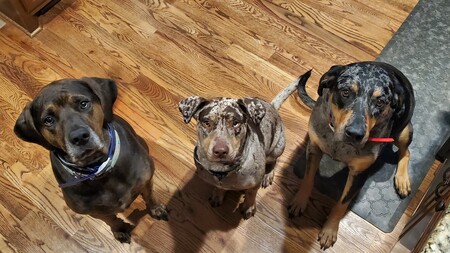 Remy, Gynger, & Annabelle