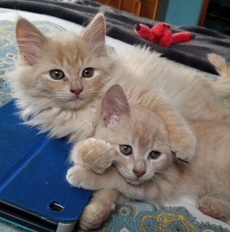 Simon and Breeze