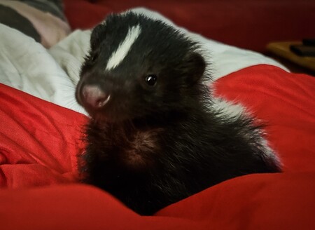 Cedric The Skunk