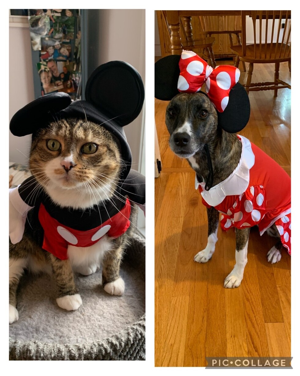 Vote for Nugget and Millie UHCCF's Pic My Pet Photo Contest
