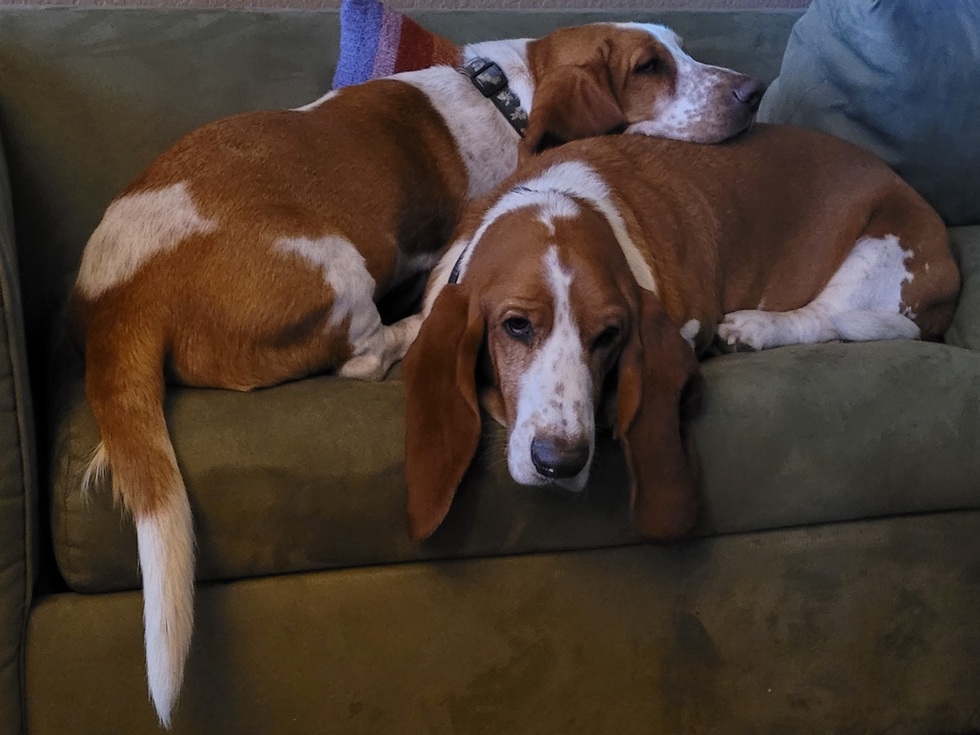 Vote for Krewe and Herbie UHCCF's Pic My Pet Photo Contest