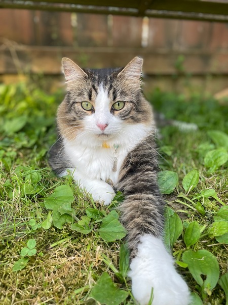 Romeo