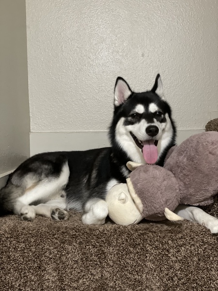 Meeko
