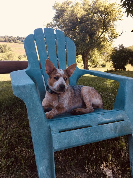 Penny