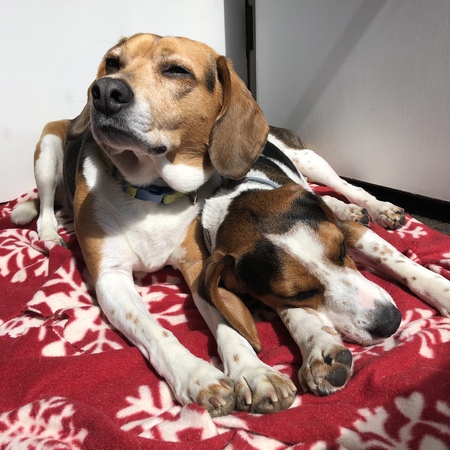 Archie and Finn 