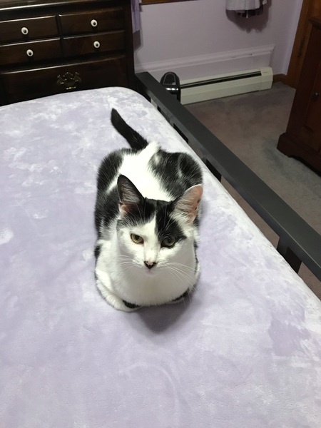 Domino