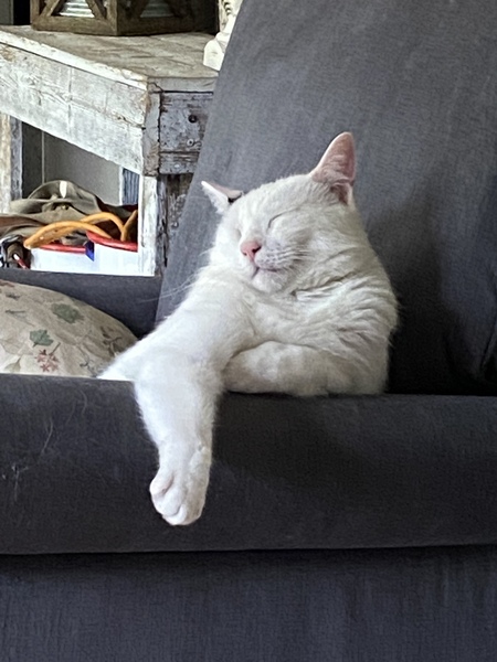 Nermal