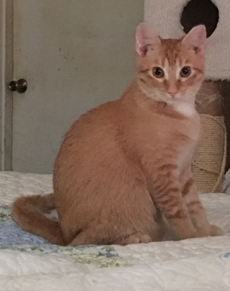 Little Boy