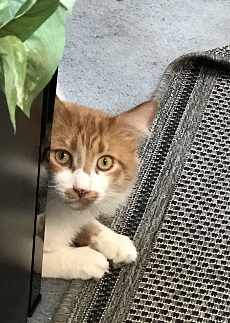 Winston 
