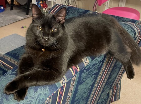 Piper