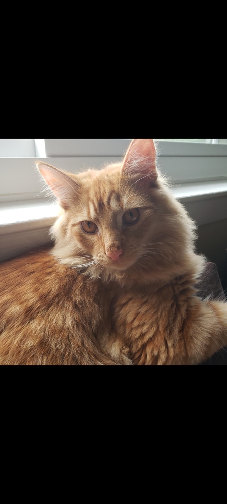 BODHI