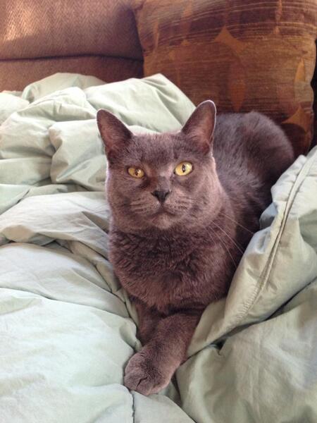 Entry image for Dusty. Clicking this image will show a larger photo