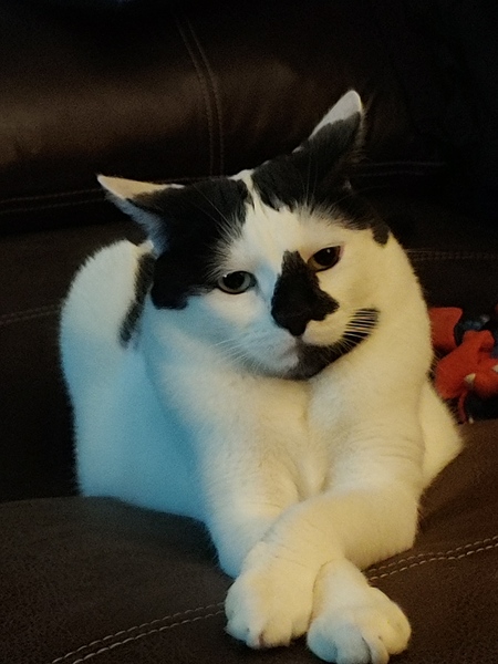 Rorschach "Rorie"