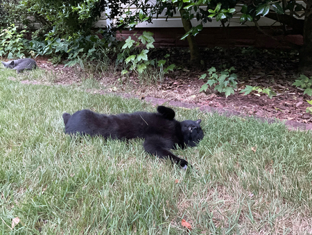 Bartleby