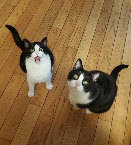 KitKat & Haru