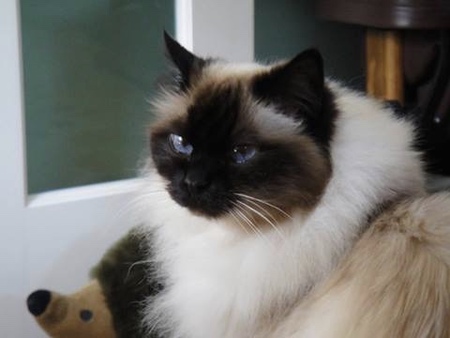 Willow