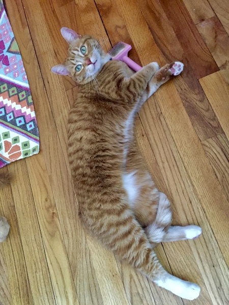 Lola (and her pink brush)