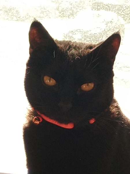 Onyx (Ony)