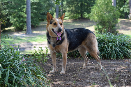 Willow