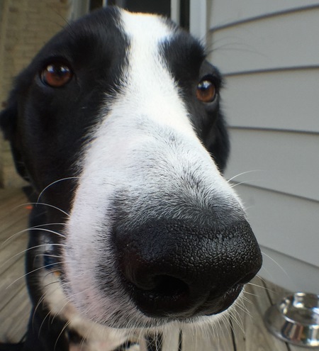 Baxter