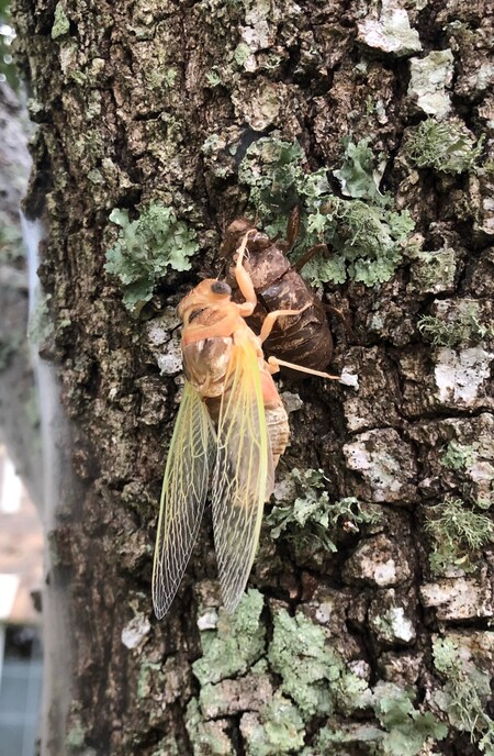 Newly Emerged