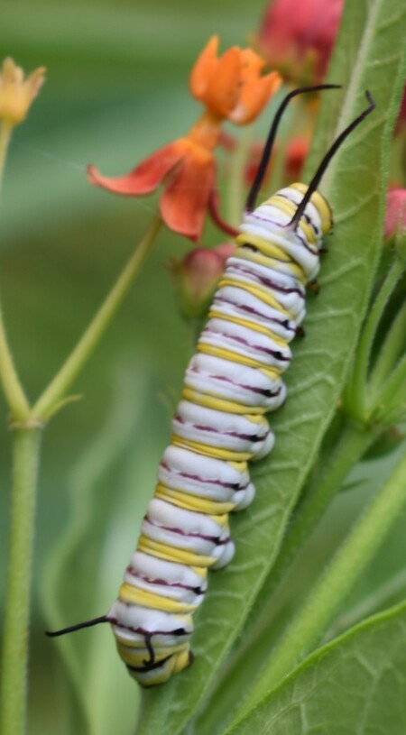 Monarch butterfly caterpillar 