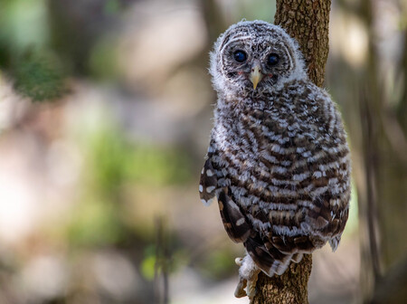 Baby Hooter