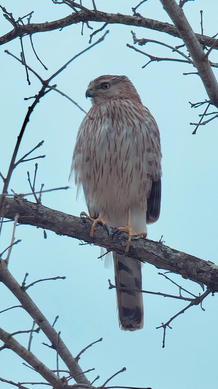 Juvenile Cooper's Hawk