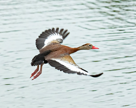 Black-bellied Whistling Duck