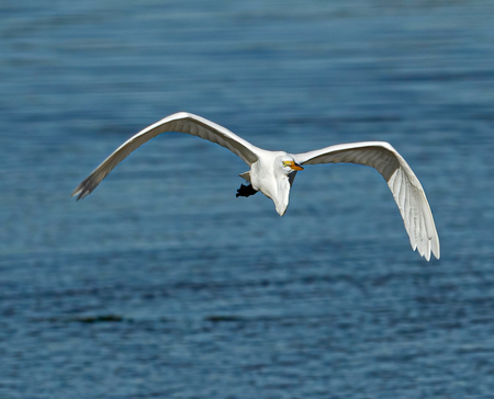 Cattle Egret