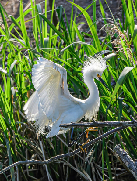 Snowy Egret